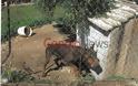 Κρήτη: Άθλιες συνθήκες σε παράνομο κυνοτροφείο που στέλνει ζώα στη Γερμανία για κυνομαχίες-Παρέμβαση εισαγγελέα - Φωτογραφία 5