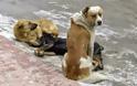 Πολλοί σκύλοι σκοτωμένοι από αυτοκίνητα στους δρόμους Θεσπρωτίας και Ιωαννίνων!