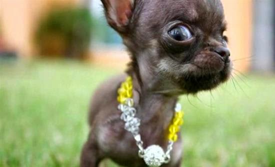 Δείτε το πιο μικρό σκυλί στον κόσμο - Φωτογραφία 1