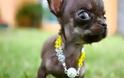 Δείτε το πιο μικρό σκυλί στον κόσμο