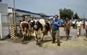 Απειλούν με κινητοποιήσεις οι κτηνοτρόφοι