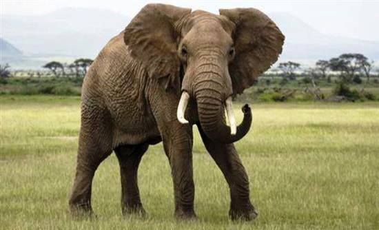 Κονγκό: Σφαγή 30 ελεφάντων από λαθροκυνηγούς - Φωτογραφία 1