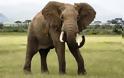 Κονγκό: Σφαγή 30 ελεφάντων από λαθροκυνηγούς