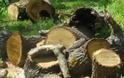 Ηλεία: Λαθροϋλοτόμοι έκοψαν 25 τεράστια κυπαρίσσια
