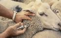 Πανελλήνιο ρεκόρ εμβολιασμών ζώων στο νομό Ιωαννίνων!