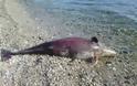 Ψαράδες σκότωσαν ρινοδέλφινο στη Λέσβο