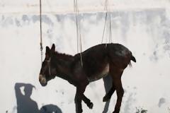 Νάξος: Ανεβάζουν τα γαϊδούρια στις ταράτσες επειδή το επιβάλλει το έθιμο!