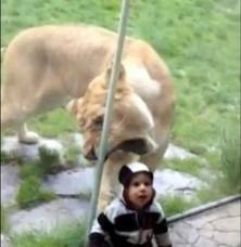 Λιοντάρι προσπαθεί να φάει μωρό.[ΒΙΝΤΕΟ] - Φωτογραφία 1