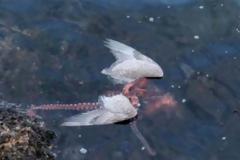 ΕΝΤΥΠΩΣΙΑΚΕΣ ΦΩΤΟ: Χταπόδι πνίγει γλάρο τραβώντας τον στον βυθό!