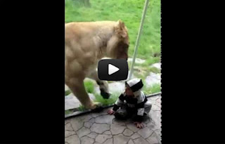 Λιοντάρι πέρασε μωρό που ήταν ντυμένο ζέβρα για… ορεκτικό (Video) - Φωτογραφία 1