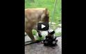 Λιοντάρι πέρασε μωρό που ήταν ντυμένο ζέβρα για… ορεκτικό (Video)