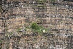 Τελικά τα πιο extreme ζώα είναι οι... κατσίκες!