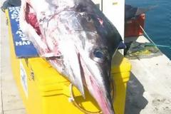 Ξιφίας 100 κιλών ψαρεύτηκε στο Γαλαξίδι