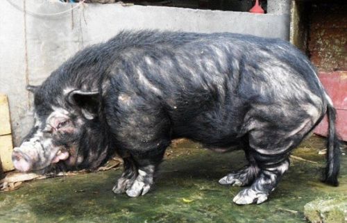 ΔΕΙΤΕ: Το πιο άσχημο γουρούνι στον κόσμο - Φωτογραφία 2
