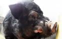 ΔΕΙΤΕ: Το πιο άσχημο γουρούνι στον κόσμο