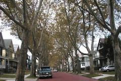 Ποια δένδρα είναι κατάλληλα για πεζοδρόμιο;