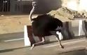 Στρουθοκάμηλος προκάλεσε πανικό στη Σαουδική Αραβία