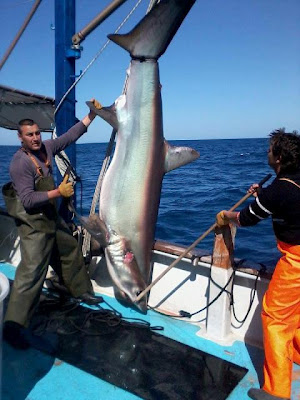 Καρχαρίας 3 μέτρων στην Κυλλήνη! - Φωτογραφία 2
