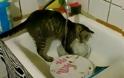 VIDEO: Γάτα ...για σπιτι... πλένει τα πιάτα!
