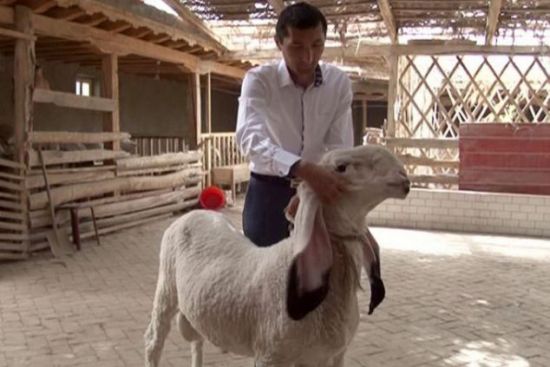 Απέρριψε προσφορά 1 εκ. ευρώ για το… πρόβατο του! - Φωτογραφία 2