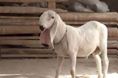 Απέρριψε προσφορά 1 εκ. ευρώ για το… πρόβατο του!