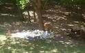 Αναγνώστης αναφέρει για πολλά σκουπίδα στο δάσος Κουρί στη Θεσσαλονίκη - Φωτογραφία 3