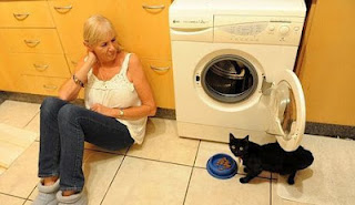 Γάτα επιβίωσε σε πλυντήριο για... 2 ώρες - Φωτογραφία 1