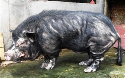 Τα πιο άσχημα γουρούνια του κόσμου (Photos) - Φωτογραφία 1