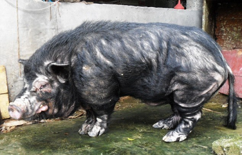 Τα πιο άσχημα γουρούνια του κόσμου (Photos) - Φωτογραφία 2