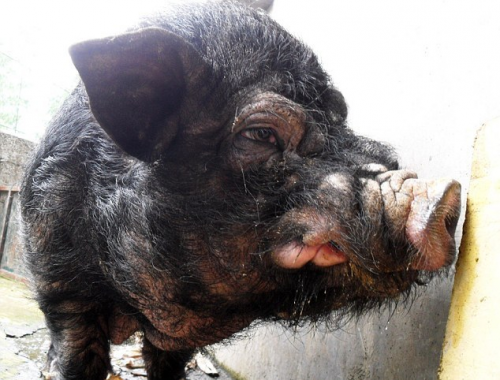 Τα πιο άσχημα γουρούνια του κόσμου (Photos) - Φωτογραφία 3