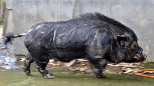 Τα πιο άσχημα γουρούνια του κόσμου (Photos) - Φωτογραφία 4