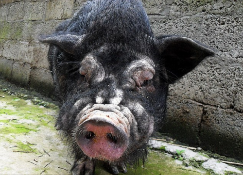 Τα πιο άσχημα γουρούνια του κόσμου (Photos) - Φωτογραφία 5