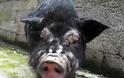 Τα πιο άσχημα γουρούνια του κόσμου (Photos) - Φωτογραφία 5