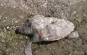 Νεκρές θαλάσσιες χελώνες στο δέλτα του Έβρου - Φωτογραφία 1