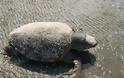 Νεκρές θαλάσσιες χελώνες στο δέλτα του Έβρου - Φωτογραφία 2