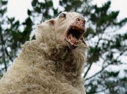 Χαλκιδική : Πρόβατα και κατσίκια έφαγαν τα …χασισόδεντρα! - Φωτογραφία 1