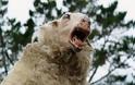 Χαλκιδική : Πρόβατα και κατσίκια έφαγαν τα …χασισόδεντρα!