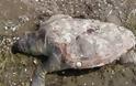 Caretta-caretta βρέθηκαν νεκρές σε παραλία της Αλεξανδρούπολης
