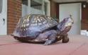 Επέστρεψε χελώνα στον ιδιοκτήτη της μετά από 47 χρόνια