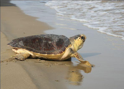 Αλεξανδρούπολη: Δεκατρείς θαλάσσιες χελώνες εντοπίστηκαν νεκρές - Φωτογραφία 1