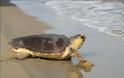 Αλεξανδρούπολη: Δεκατρείς θαλάσσιες χελώνες εντοπίστηκαν νεκρές
