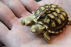 Η χελώνα με τα δύο κεφάλια