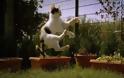 Απίστευτο βίντεο με γάτα σε slow motion! [Video]