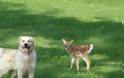 Δυο απίστευτα φιλαράκια... Ένας σκύλος και ένα ελαφάκι [video]
