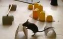 VIDEO: Το πιο έξυπνο ποντίκι στον κόσμο