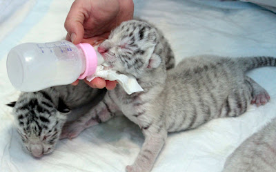 Φωτογραφίες από τις νεογέννητες τίγρεις - Φωτογραφία 2