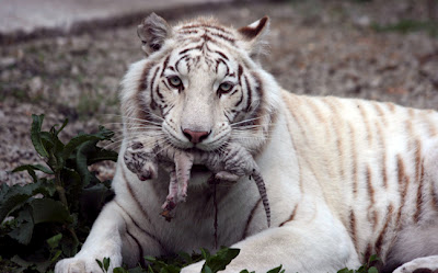 Φωτογραφίες από τις νεογέννητες τίγρεις - Φωτογραφία 3