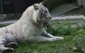 Φωτογραφίες από τις νεογέννητες τίγρεις