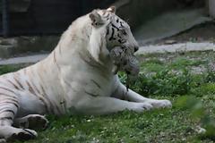 Φωτογραφίες από τις νεογέννητες τίγρεις