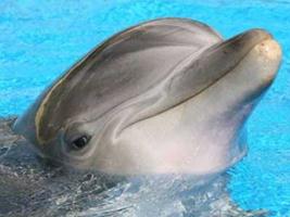 Σκότωσαν δελφίνια με ηρωίνη! - Φωτογραφία 1